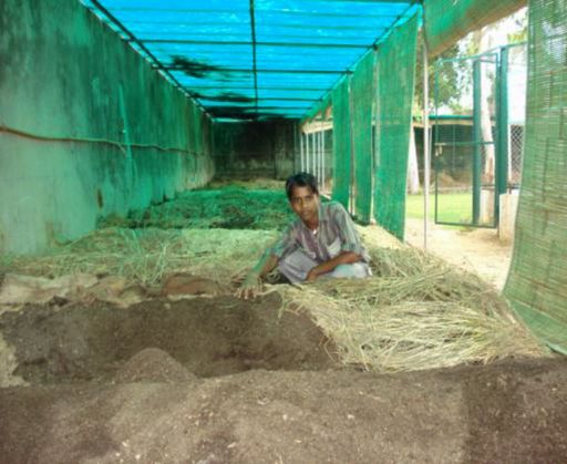 कच्चे फर्श पर लगाये गये वर्मीबेड का दृश्य
