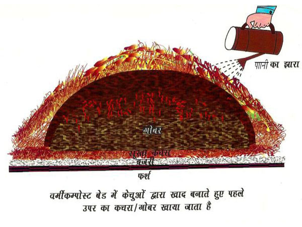 तैयार वर्मीबेड में पानी छिड़कने की विधि का दृश्य